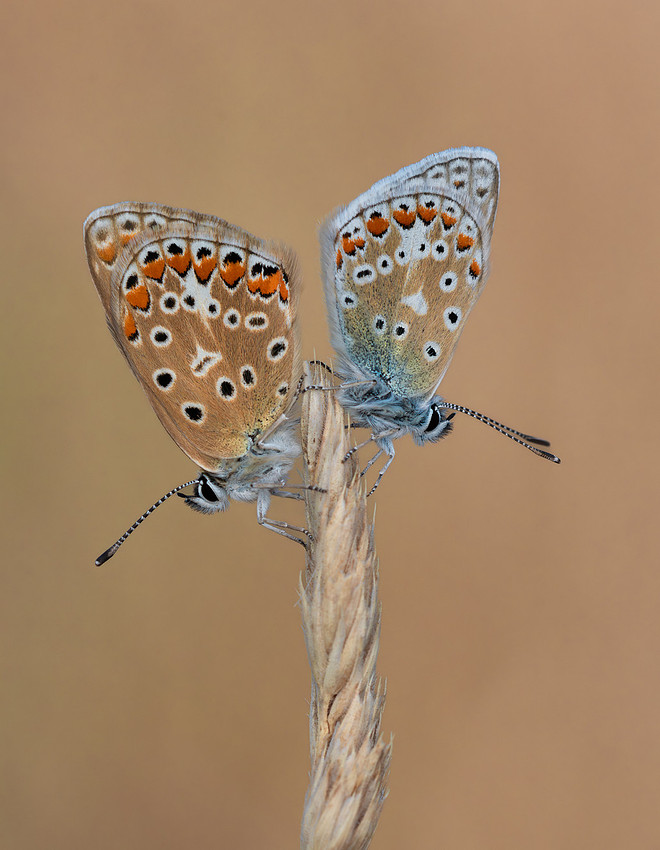 Male and female Common Blue butterflies roosting together on a grass stem, wings closed, showing spotted grey and brown undersides