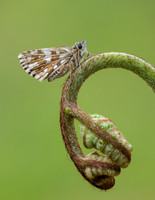 Grizzled Skipper