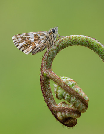 Grizzled Skipper
