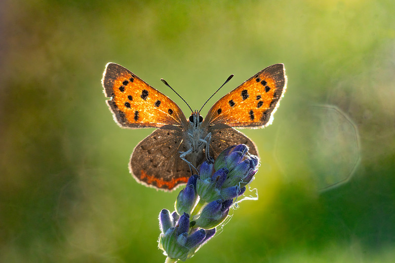 Small Copper butterfly basking with wings open, showing bright orange forewings with black spots, on lavender, May, Cotswolds