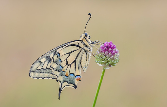 Swallowtail