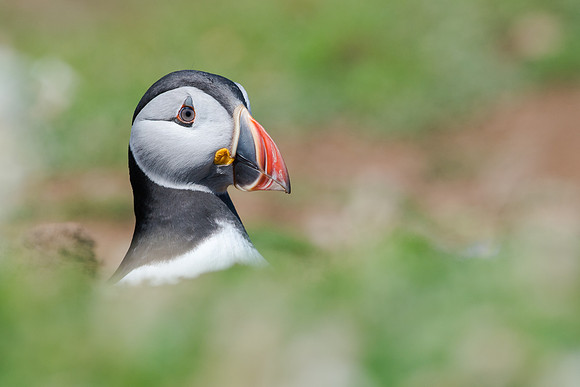 Puffin