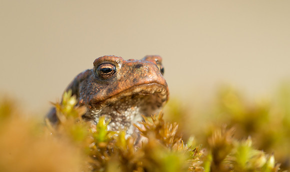 Common Toad