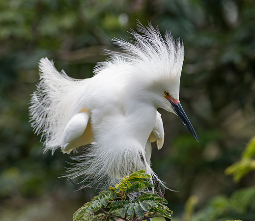 Snowy Egret