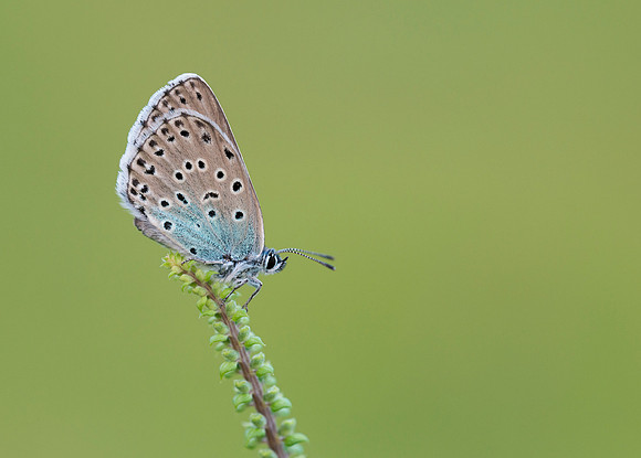 Large Blue