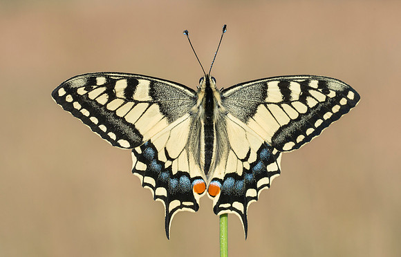 Swallowtail