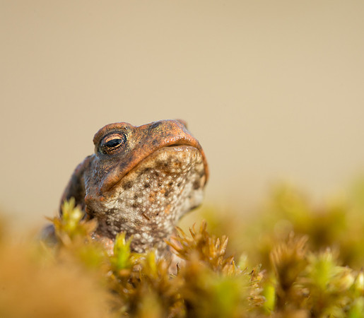 Common Toad