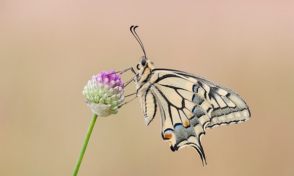 Swallowtail
