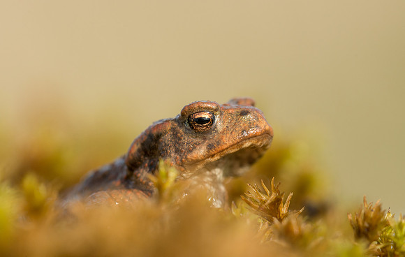 Common Toad