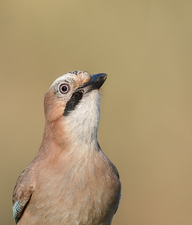 Jay