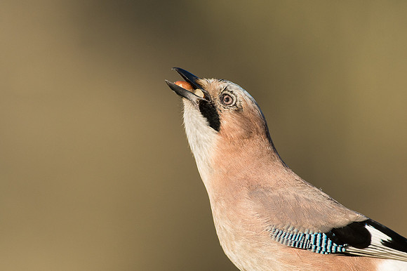 Jay