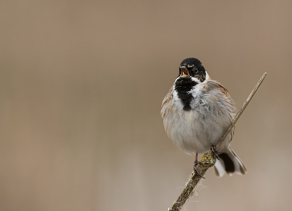 Reed Bunting