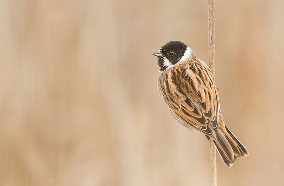 Reed Bunting