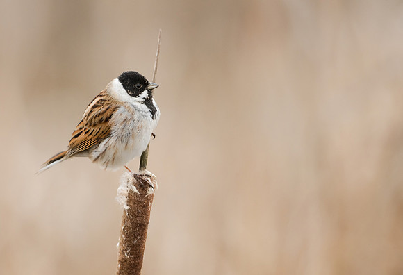 Reed Bunting