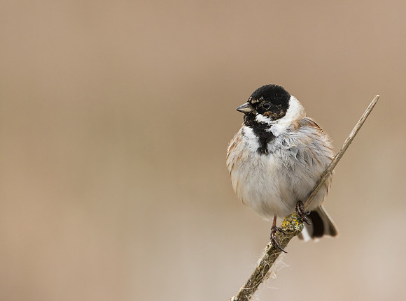 Reed Bunting