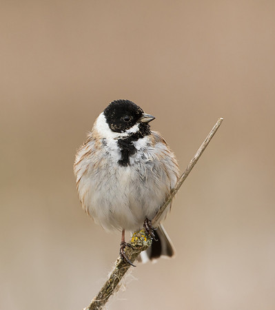 Reed Bunting