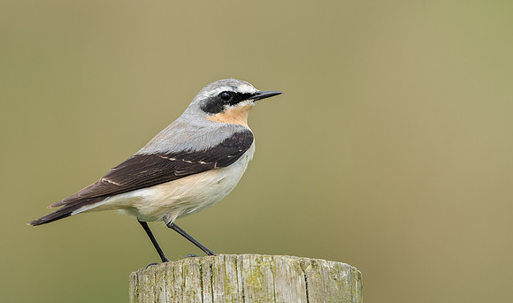 Wheatear