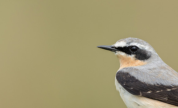 Wheatear