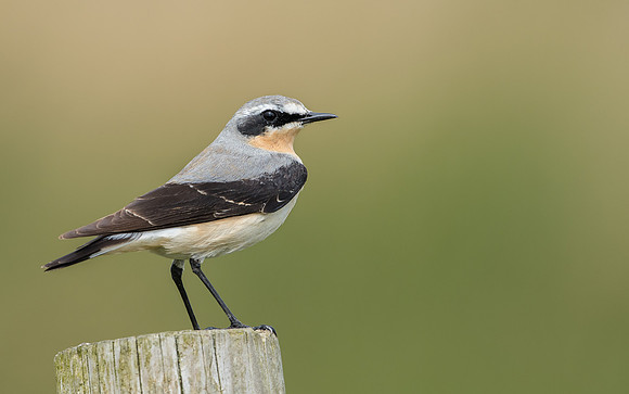 Wheatear