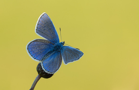 Common Blue