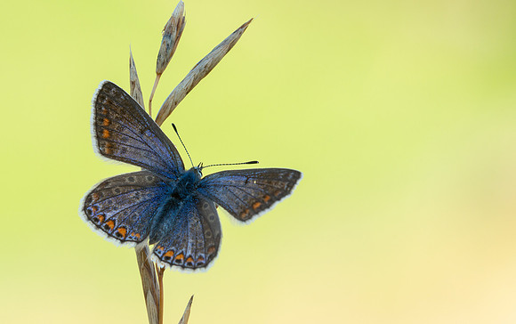 Common Blue