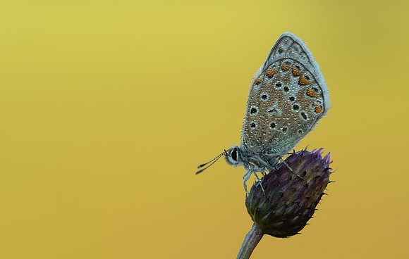 Common Blue