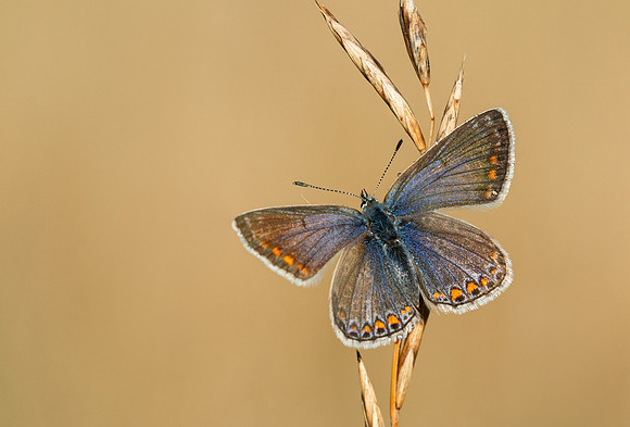 Common Blue