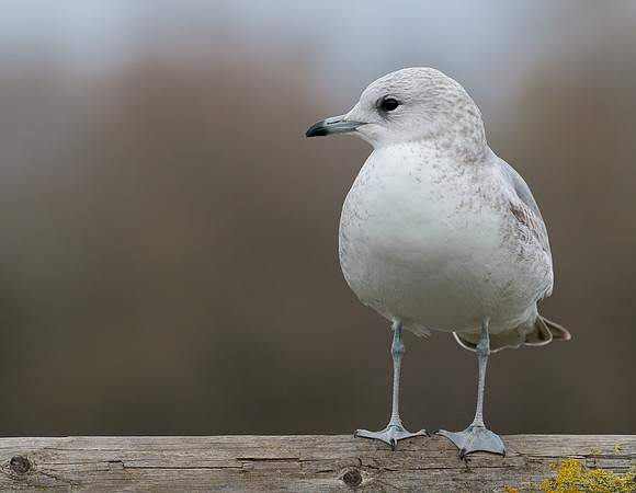 Common Gull (juvenile)
