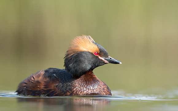 Slavonian Grebe