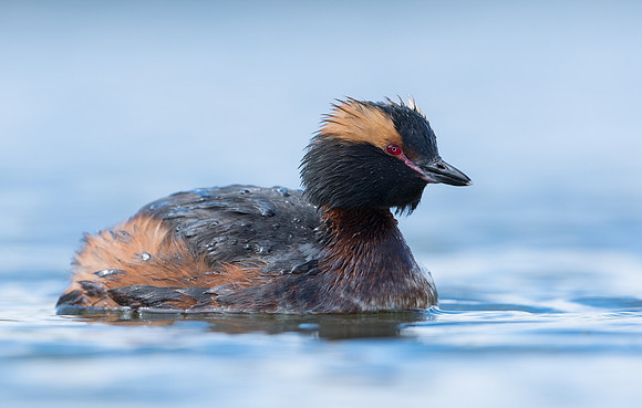 Slavonian Grebe
