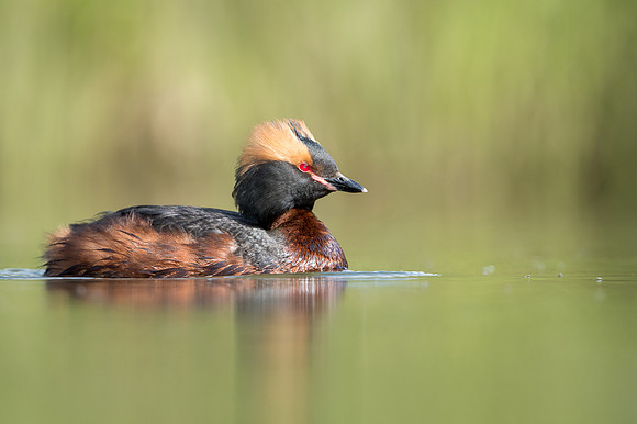 Slavonian Grebe