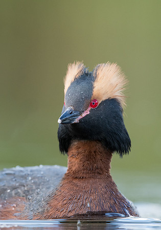 Slavonian Grebe