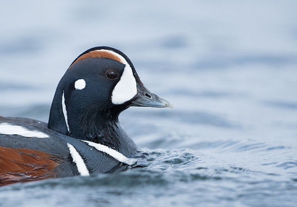 Harlequin