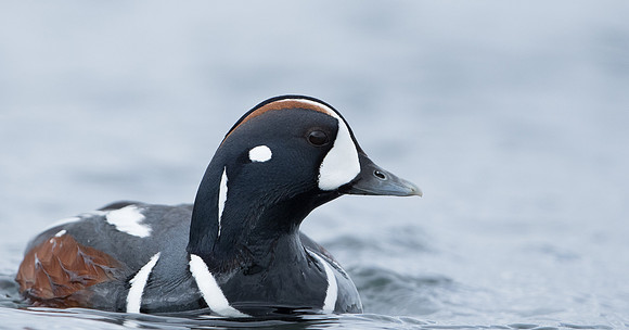 Harlequin