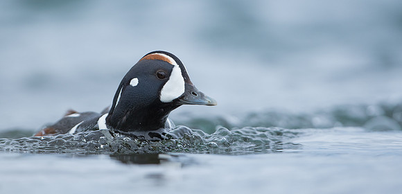 Harlequin