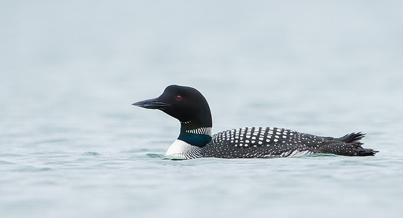Great Northern Diver