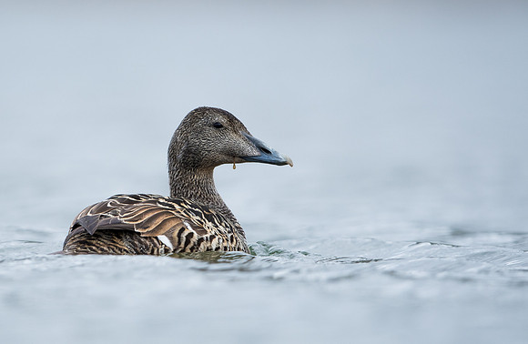 Eider