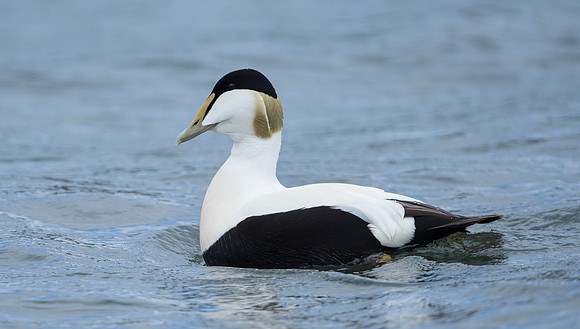 Eider