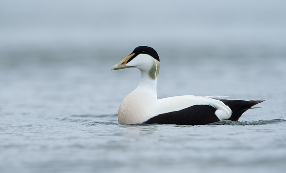 Eider