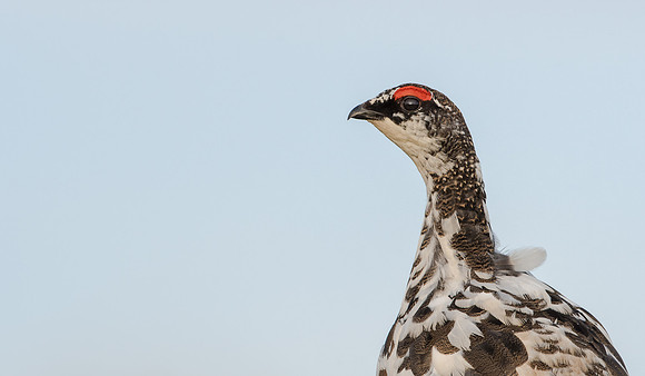 Ptarmigan