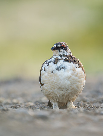 Ptarmigan