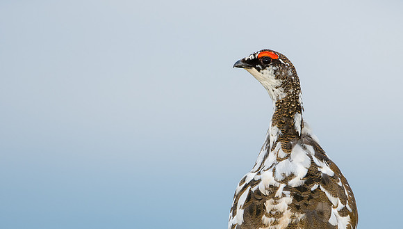 Ptarmigan