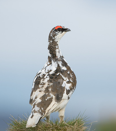 Ptarmigan