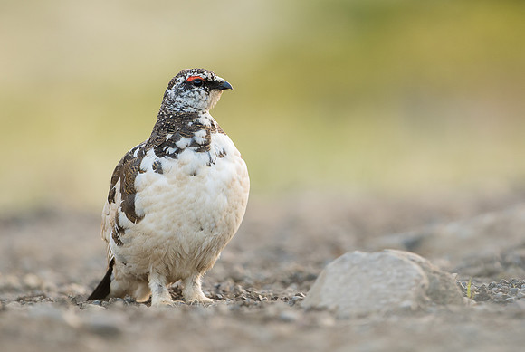 Ptarmigan