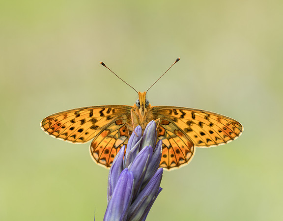 Pearl-bordered Fritillary