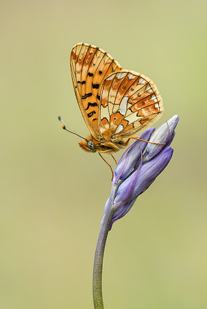 Pearl-bordered Fritillary