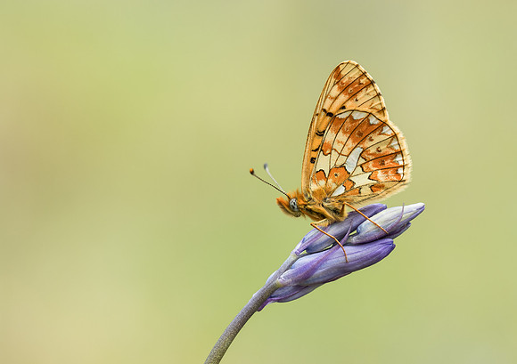 Pearl-bordered Fritillary