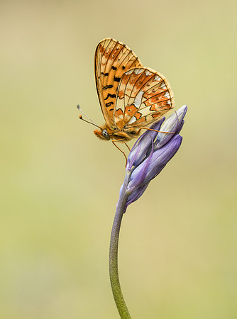 Pearl-bordered Fritillary