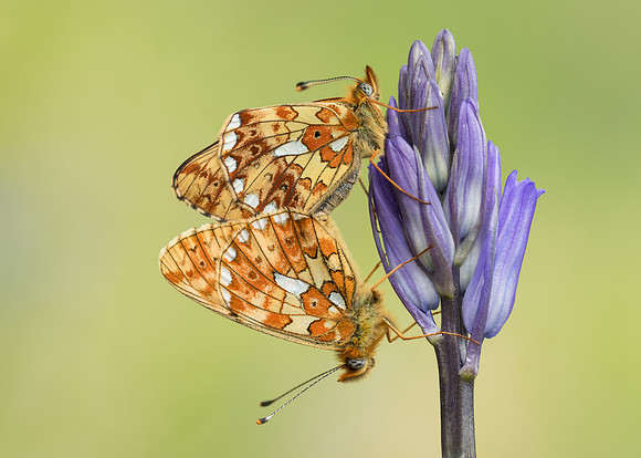 Pearl-bordered Fritillary