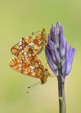 Pearl-bordered Fritillary